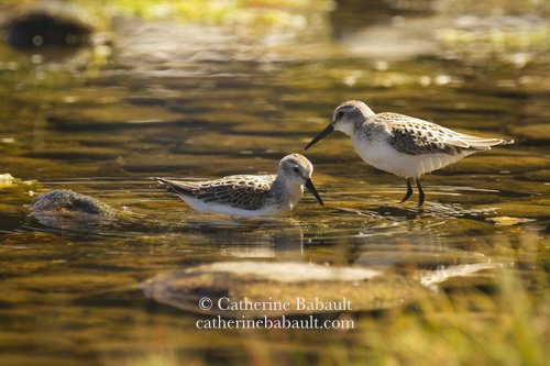  Least sandpiper (Calidris minutilla) 