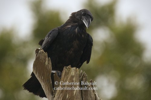  common raven (Corvus corax) 