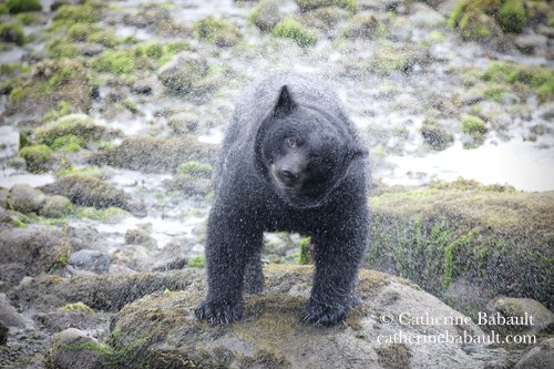  Black bear, Ursus americanus vancouveri, Vancouver Island, British Columbia, Canada, rights-managed, stock images, © Catherine Babault 