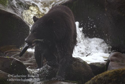  Black bear, Ursus americanus vancouveri, Vancouver Island, British Columbia, Canada, rights-managed, stock images, © Catherine Babault 