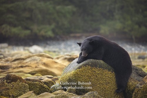  Black bear, Ursus americanus vancouveri, Vancouver Island, British Columbia, Canada, rights-managed, stock images, © Catherine Babault 