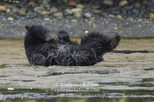  Black bear, Ursus americanus vancouveri, Vancouver Island, British Columbia, Canada, rights-managed, stock images, © Catherine Babault 
