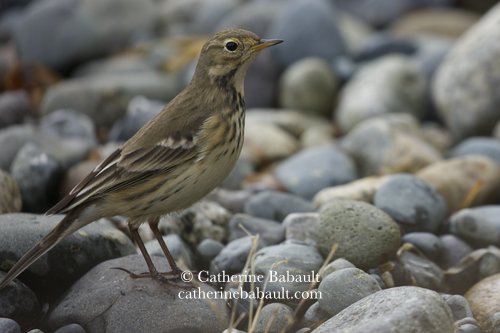  water pipit (Anthus spinoletta) 