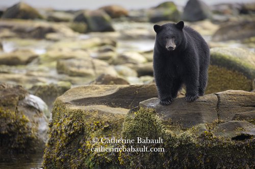  Black bear, Ursus americanus vancouveri, Vancouver Island, British Columbia, Canada, rights-managed, stock images, © Catherine Babault 
