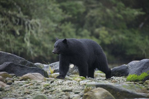  Black bear, Ursus americanus vancouveri, Vancouver Island, British Columbia, Canada, rights-managed, stock images, © Catherine Babault 