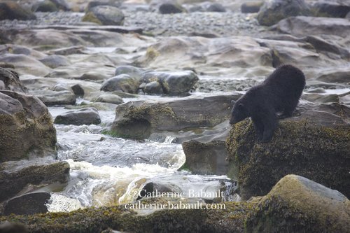  Black bear, Ursus americanus vancouveri, Vancouver Island, British Columbia, Canada, rights-managed, stock images, © Catherine Babault 