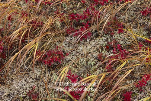  fall, autumn, photography, Vancouver Island, British Columbia, Canada, rights-managed, stock images, © Catherine Babault 