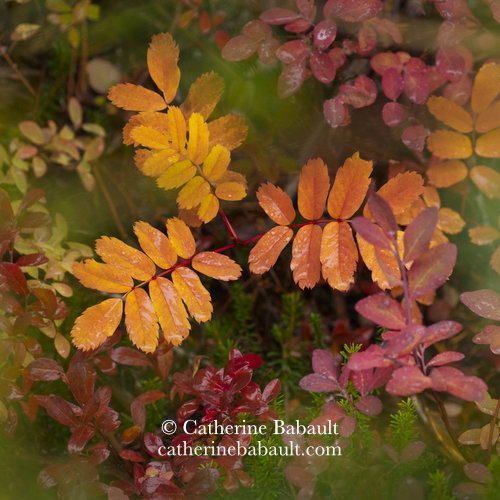  fall, autumn, photography, Vancouver Island, British Columbia, Canada, rights-managed, stock images, © Catherine Babault 