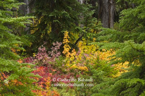  fall, autumn, photography, Vancouver Island, British Columbia, Canada, rights-managed, stock images, © Catherine Babault 