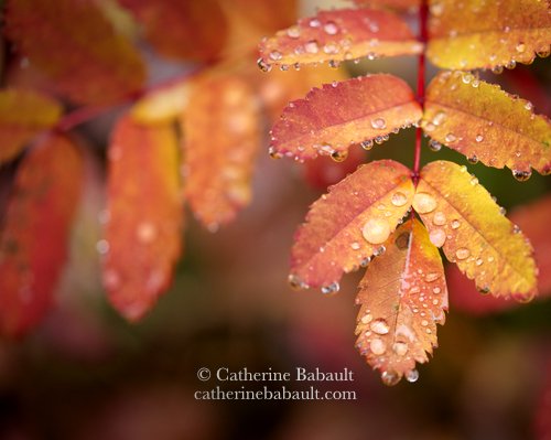  fall, autumn, photography, Vancouver Island, British Columbia, Canada, rights-managed, stock images, © Catherine Babault 