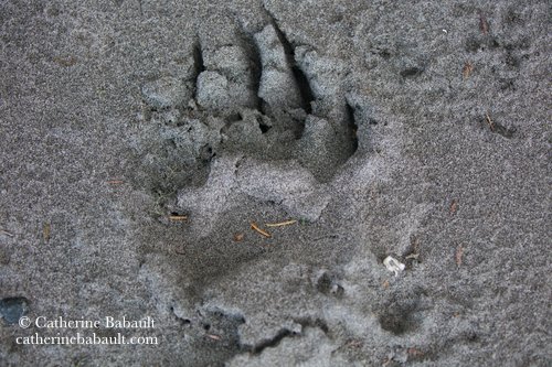 Bear print in wet sand