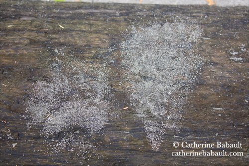 Sandy front foot and hind foot prints