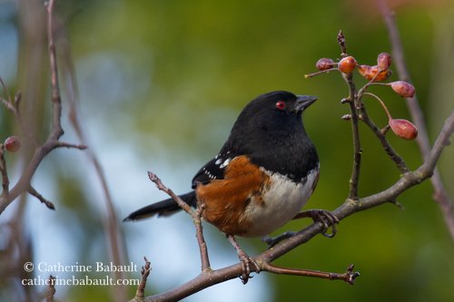  spotted Towhee (Pipilo maculatus) 