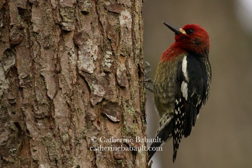  red-breasted sapsucker (Sphyrapicus ruber) 