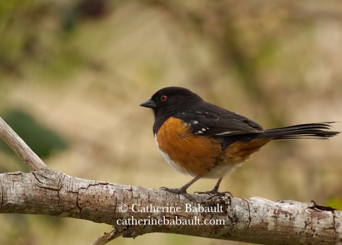  spotted Towhee (Pipilo maculatus) 