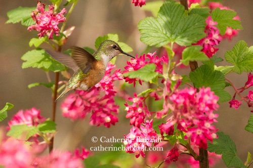 female rufous hummingbird (Selasphorus rufus) 