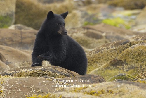  Black bear, Ursus americanus vancouveri, Vancouver Island, British Columbia, Canada, rights-managed, stock images, © Catherine Babault 