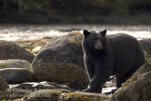  Black bear, Ursus americanus vancouveri, Vancouver Island, British Columbia, Canada, rights-managed, stock images, © Catherine Babault 