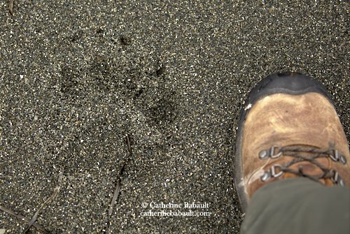 Partial print of front foot