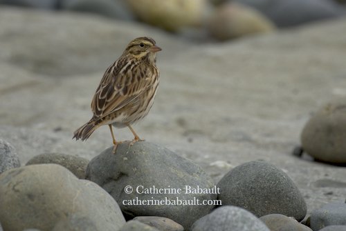  Savannah sparrow (Passerculus sandwichensis) 