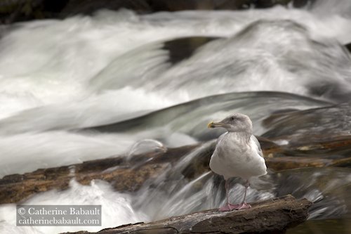  gull resting by a river 
