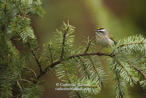  golden-crowned Kinglet (Regulus satrapa) 