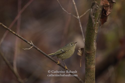  adult male ruby-crowned Kinglet (Regulus calendula) 