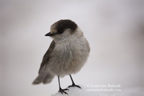  gray jay, Canada Jay (Perisoreus canadensis) 