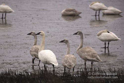  Trumpeter swans (Cygnus buccinator) 