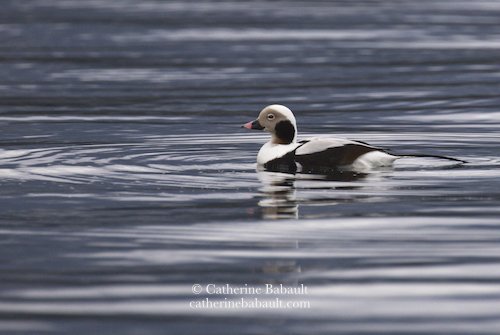  long-tailed duck (Clangula hyemalis) 