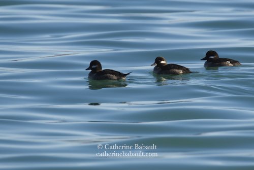  female bufflehead (Bucephla albeola) during the herring spawn 