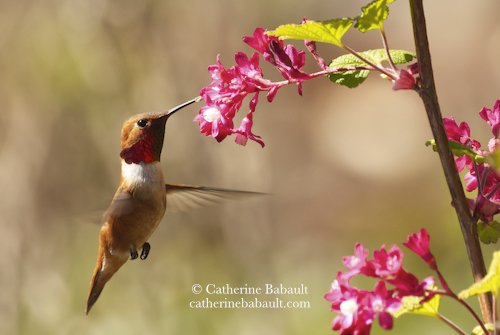  male rufous hummingbird (Selasphorus rufus) 