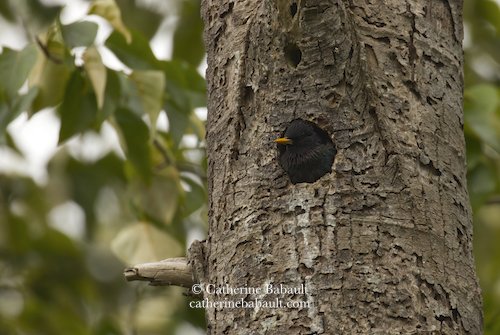  European Starling (Sturnus vulgaris) nesting 
