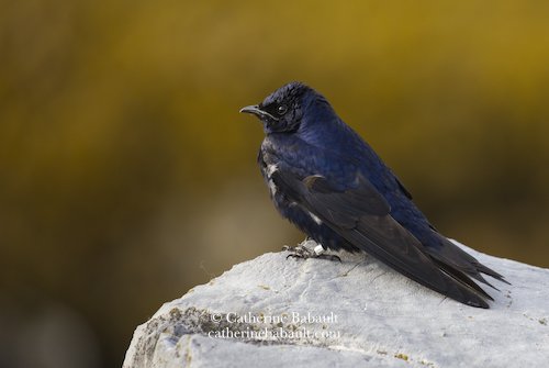  male Purple martin (Progne subis) 