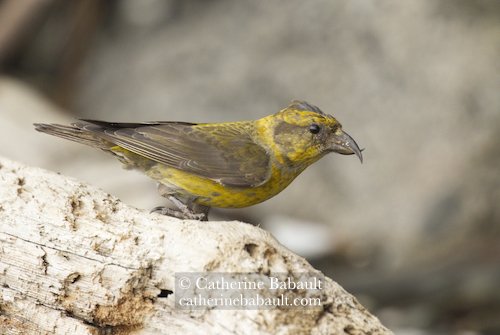  female red crossbill (Loxia curvirostra) 