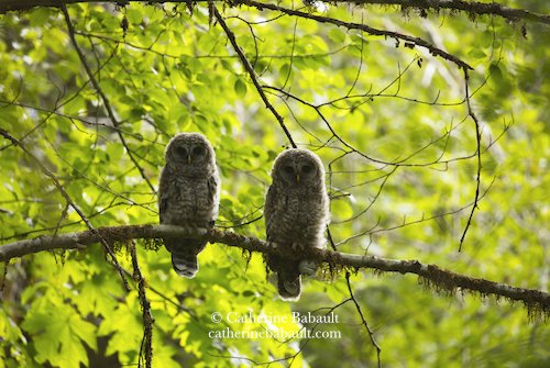  young barred owls (Strix varia) 