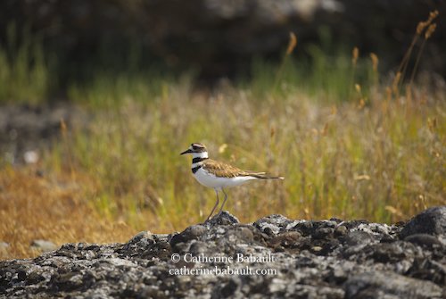  killdeer (Charadrius vociferus) 