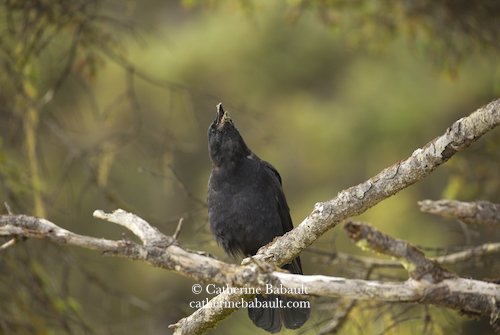  Northwestern crow (Corvus caurinus) 