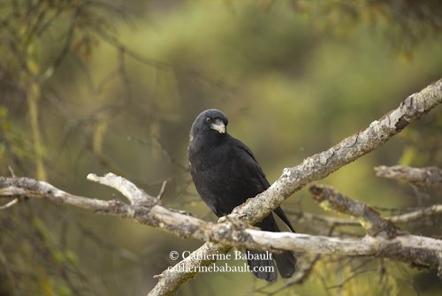  Northwestern crow (Corvus caurinus) 