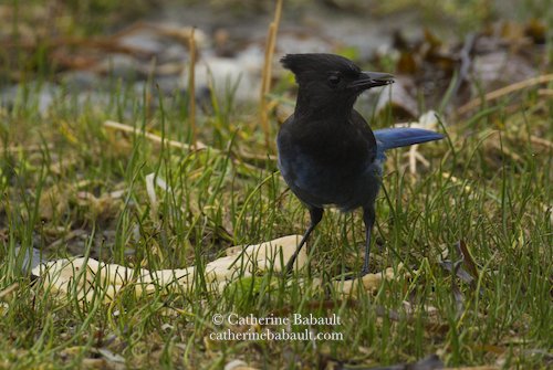  Steller jay (Cyanocitta stelleri) 