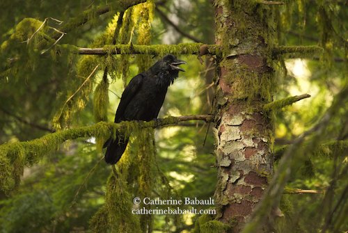  common raven (Corvus corax) 