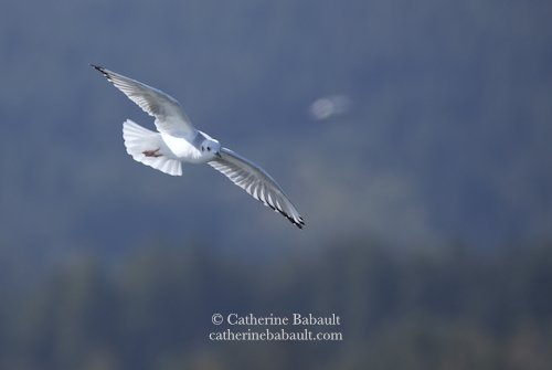  Bonaparte's gull (Larus philadelphia) in the winter 