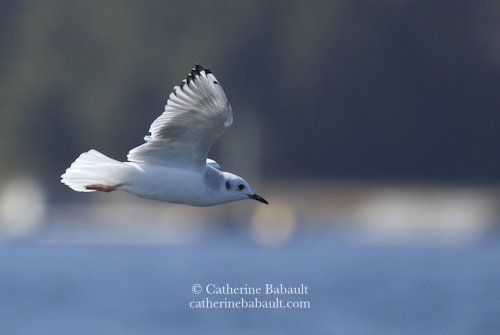  Bonaparte's gull, Larus philadelphia 