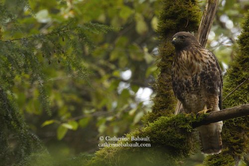  red-tailed hawk (Buteo jamaicensis) 