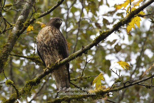  red-tailed hawk (Buteo jamaicensis) 