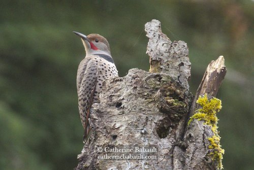  Northern flicker (Colaptes auratus) 