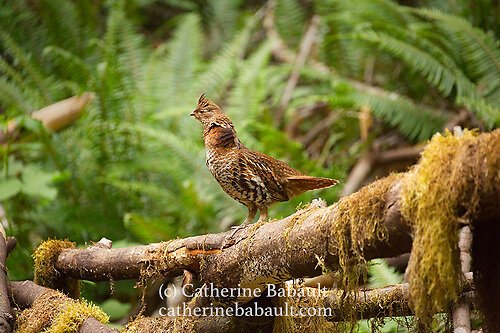  Vancouver Island Photo Tours and Workshops: Spring on Vancouver Island, May 26 to 28 2023 