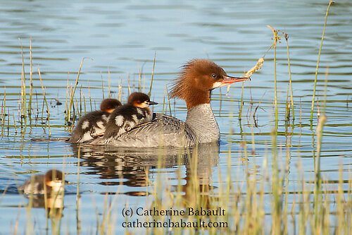  common merganser (Mergus merganser) and ducklings 