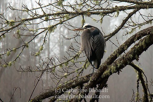  great blue heron (Ardea herodias) 